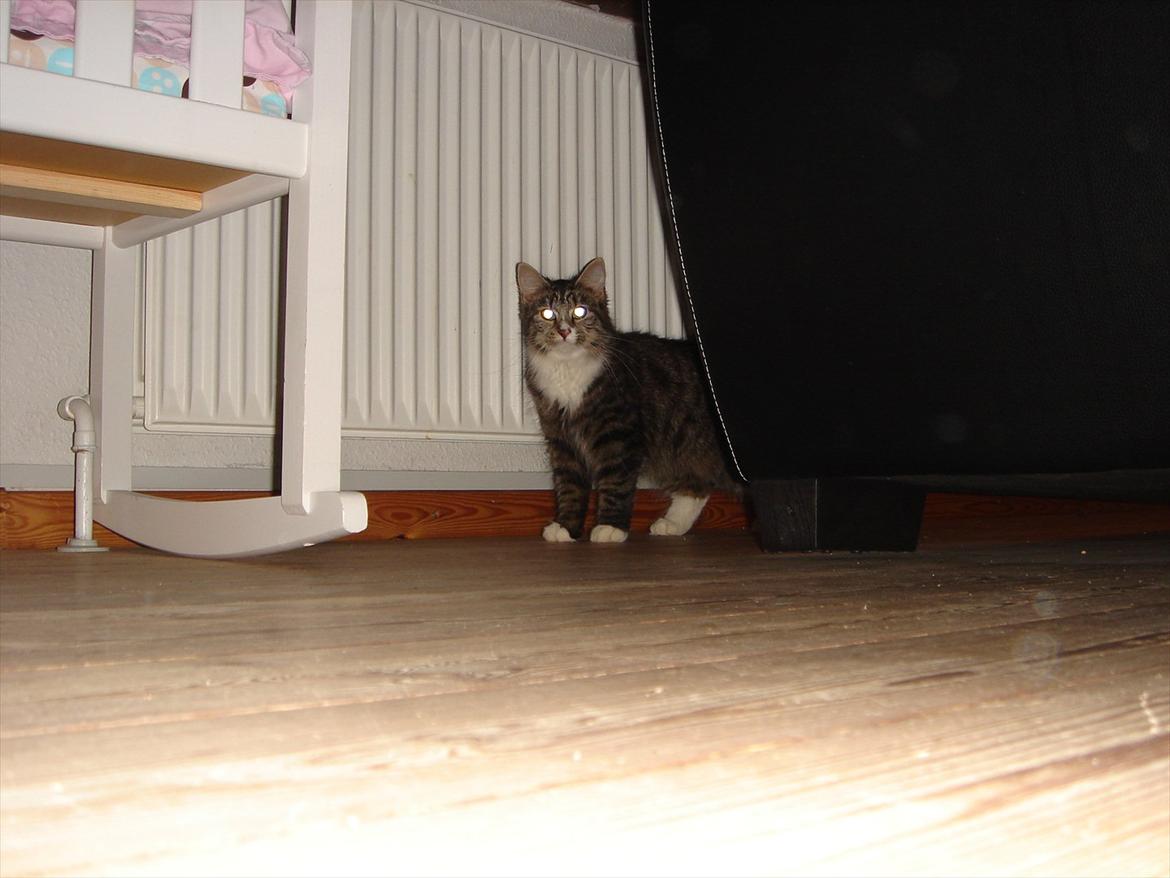 Blanding af racer Dronningen (Store Mis) billede 16