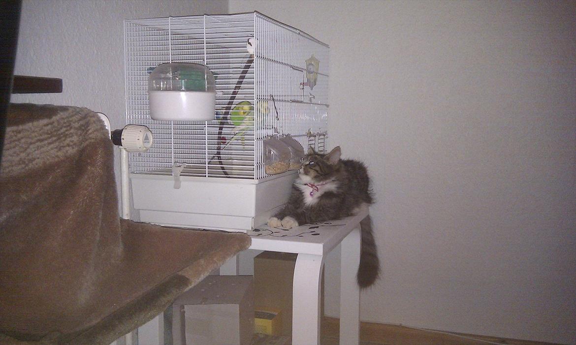 Blanding af racer Dronningen (Store Mis) billede 17