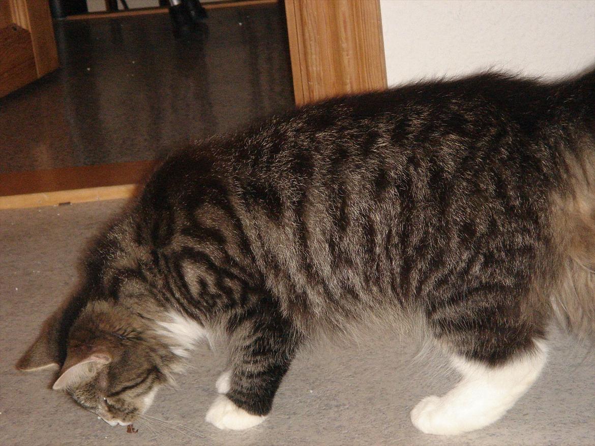 Blanding af racer Dronningen (Store Mis) billede 18