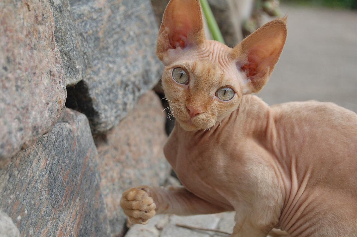 Devon Rex Simba - Jeg fanger mus i det hul....tror jeg billede 12