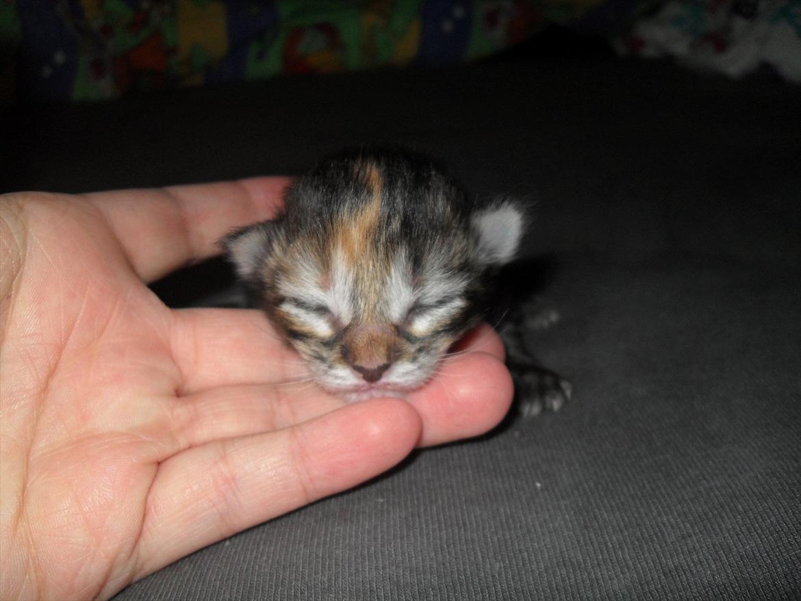 Norsk Skovkat DK Gen´Jah 's Annabel billede 1