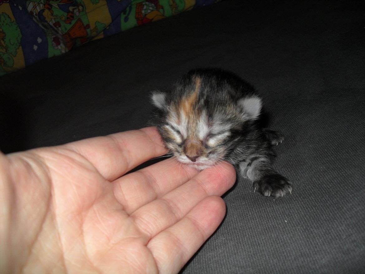 Norsk Skovkat DK Gen´Jah 's Annabel billede 2