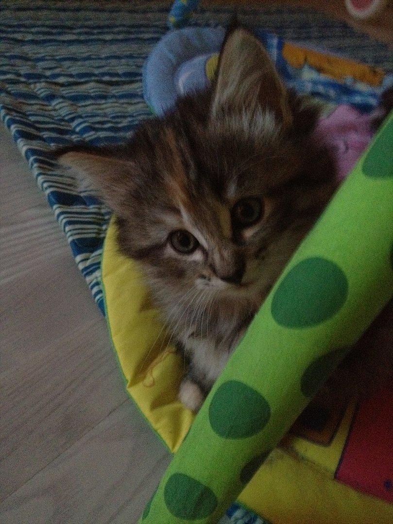 Norsk Skovkat DK Gen´Jah 's Annabel billede 3