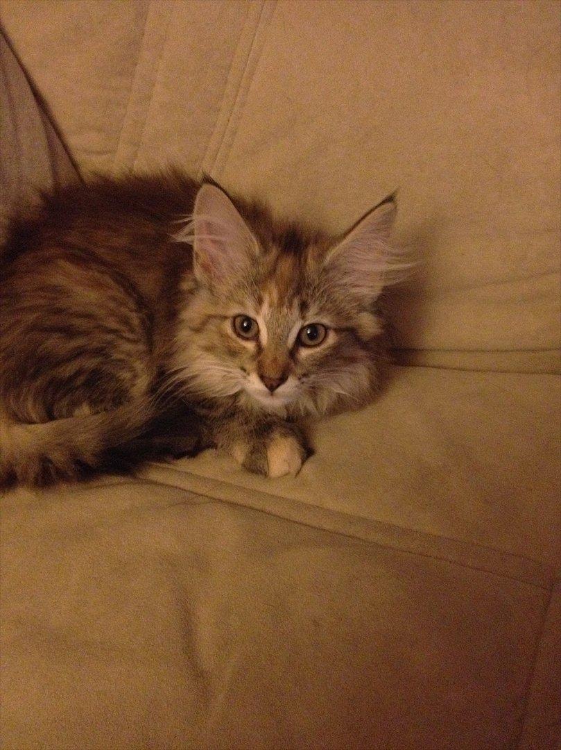 Norsk Skovkat DK Gen´Jah 's Annabel billede 4