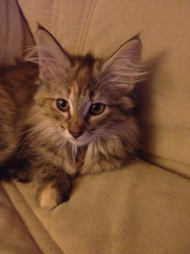 Norsk Skovkat DK Gen´Jah 's Annabel billede 5