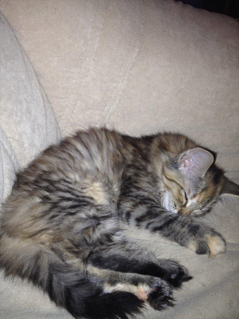 Norsk Skovkat DK Gen´Jah 's Annabel billede 6