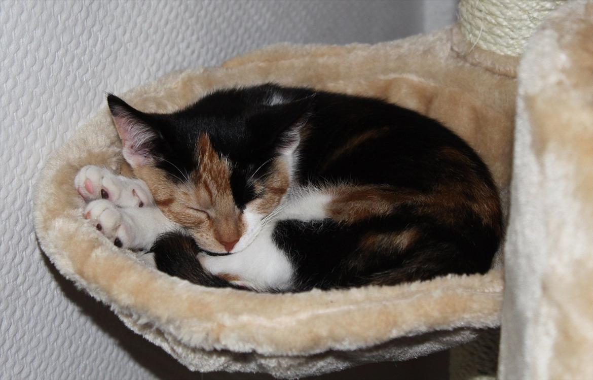 Blanding af racer Liva billede 7