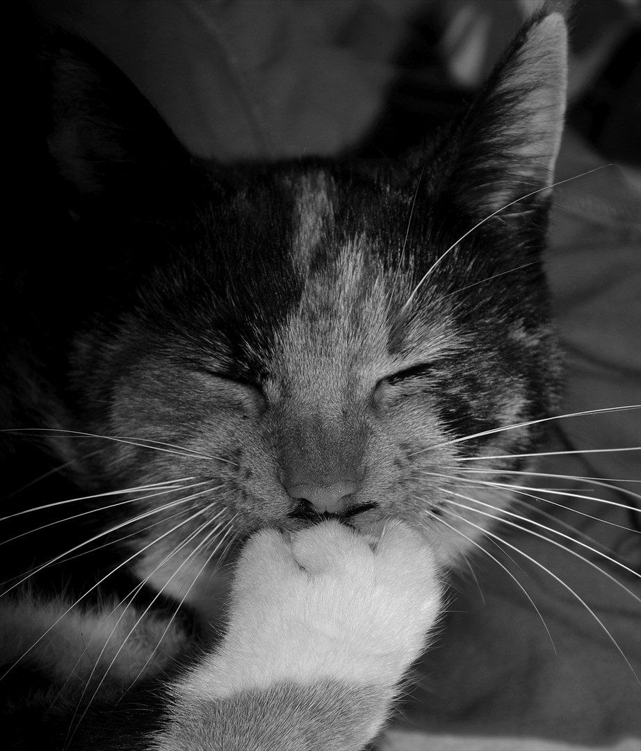 Huskat Tiger :* billede 20