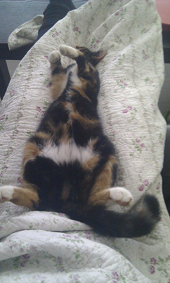 Huskat Tiger :* billede 5