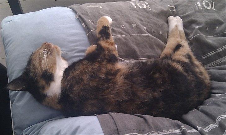 Huskat Tiger :* billede 12