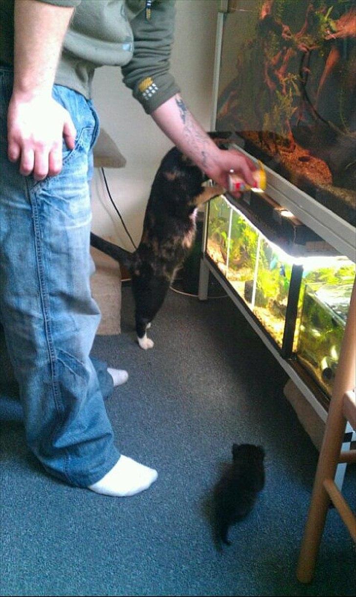 Huskat Luna Viggo billede 12