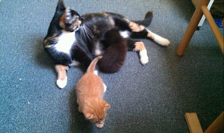 Huskat Luna Viggo billede 13
