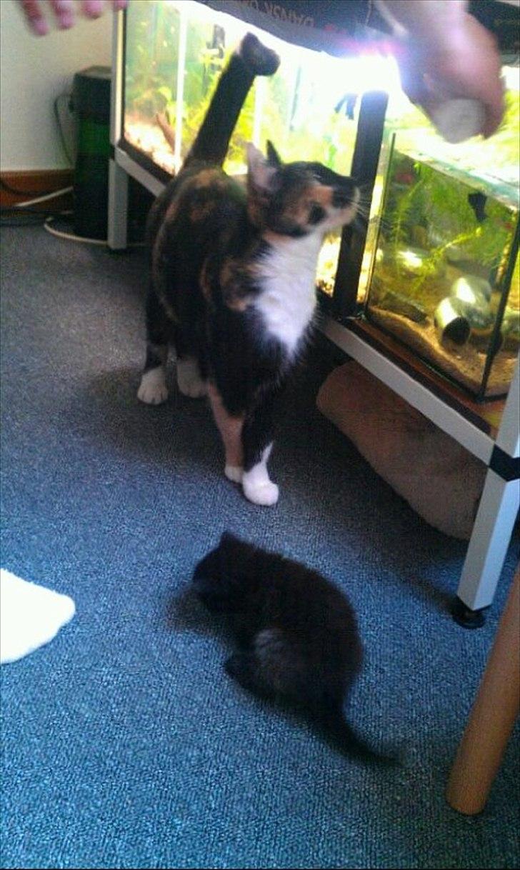 Huskat Luna Viggo billede 15