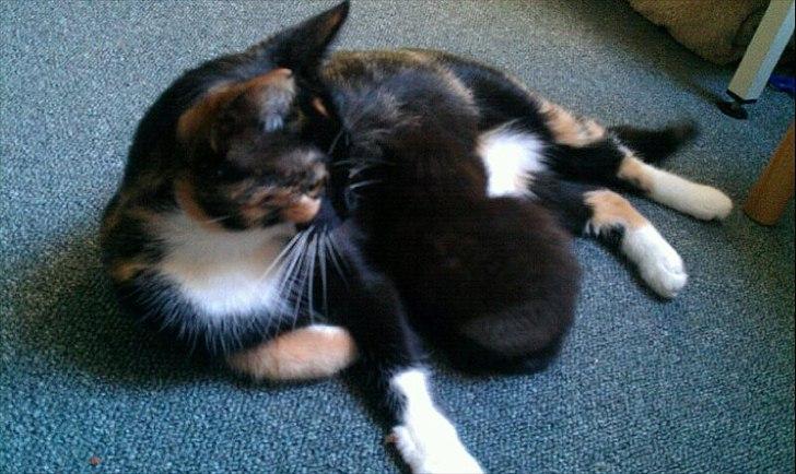 Huskat Luna Viggo billede 18