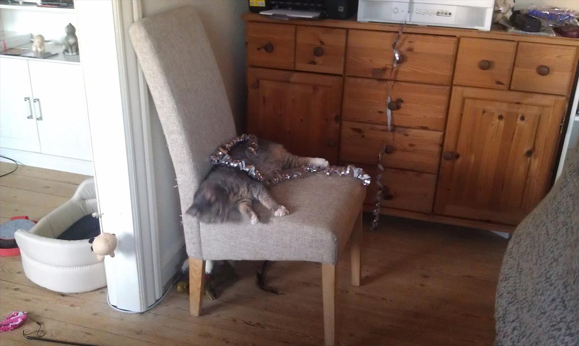 Huskat Aslan - nytårskat billede 16