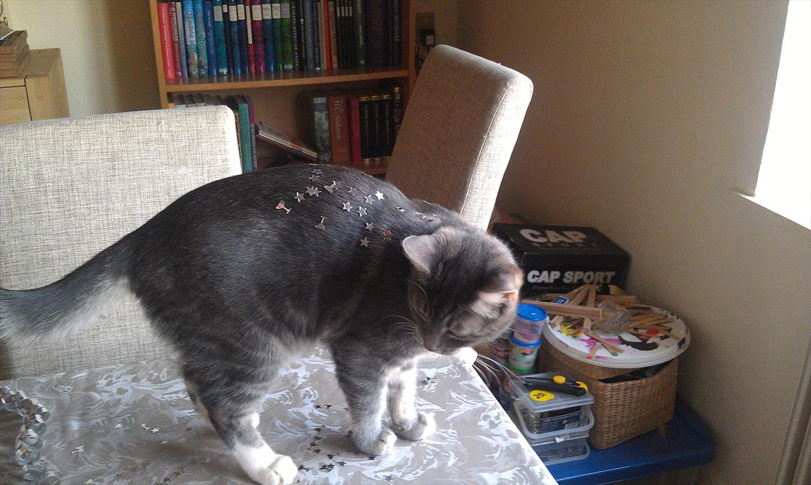 Huskat Nala - nytårskat billede 18