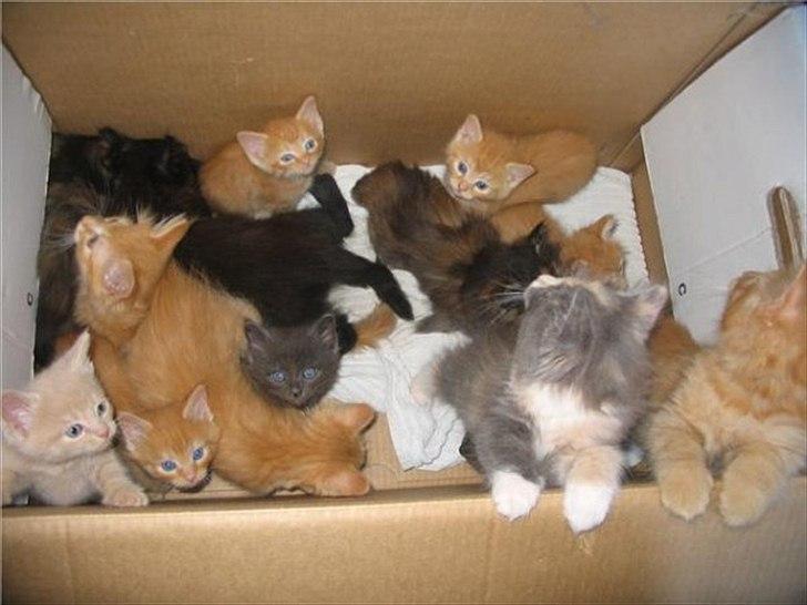 Norsk Skovkat cæcar billede 3