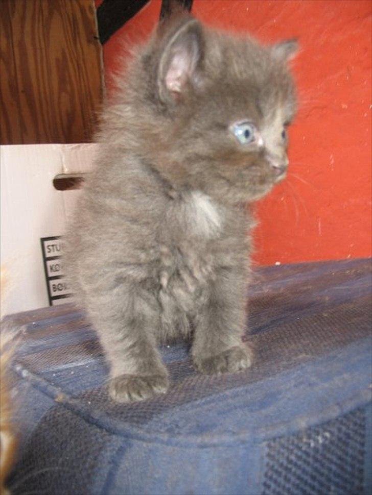 Norsk Skovkat cæcar billede 2