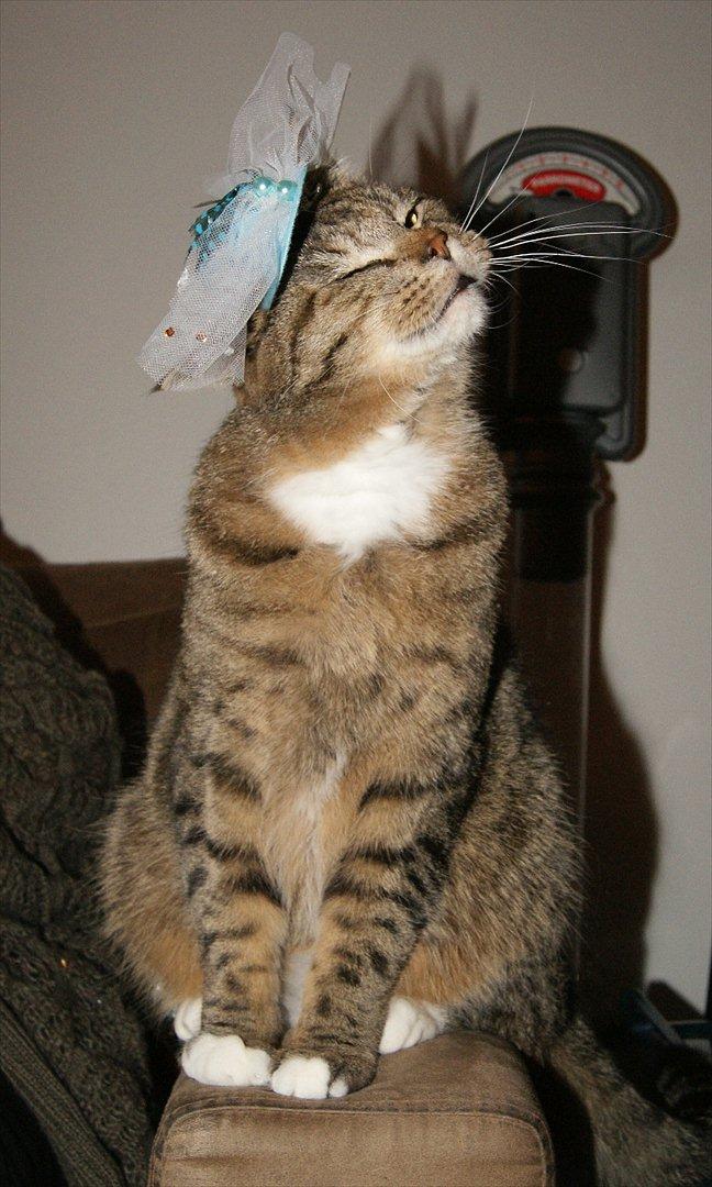 Huskat Olfert billede 1