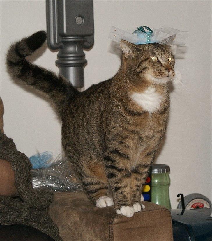 Huskat Olfert billede 2