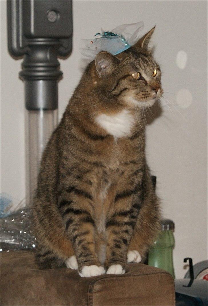 Huskat Olfert billede 4