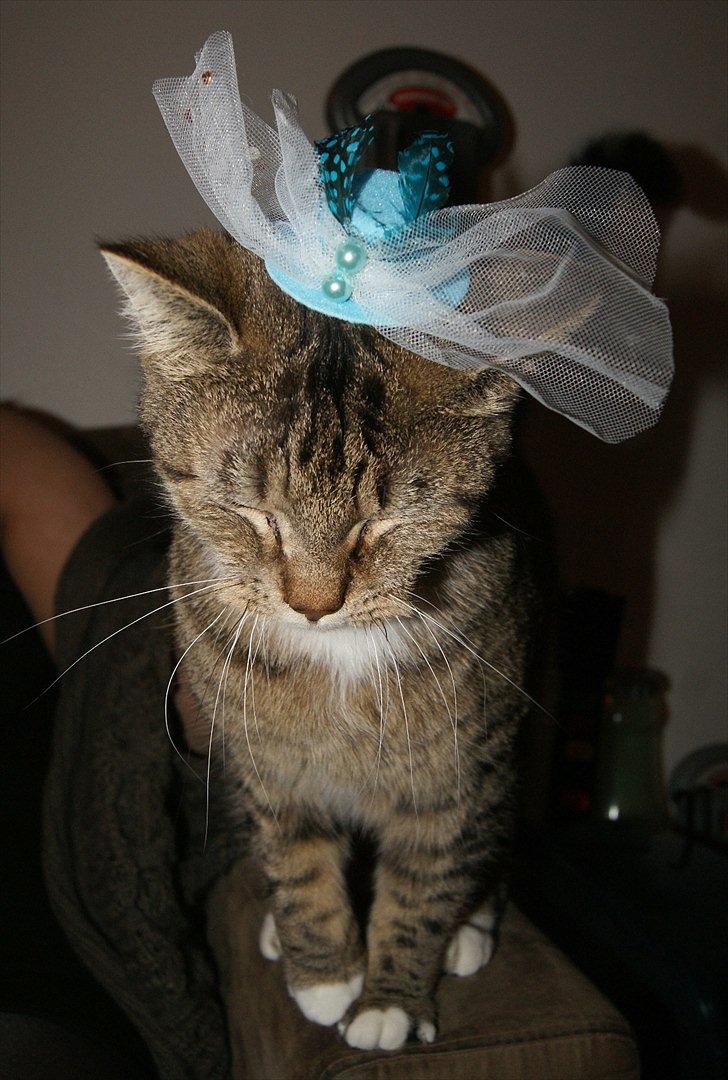 Huskat Olfert billede 5