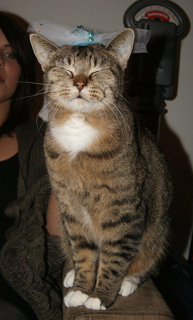 Huskat Olfert billede 6