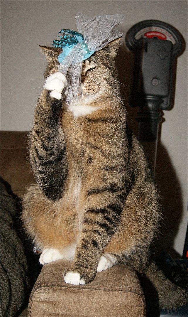 Huskat Olfert billede 7