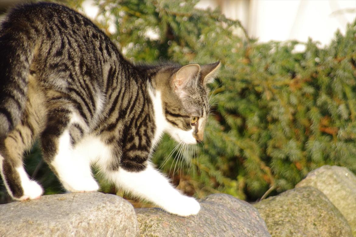 Blanding af racer Møllerhusets "Langhår" billede 9