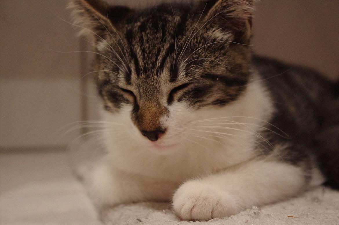 Blanding af racer Møllerhusets "Langhår" billede 10