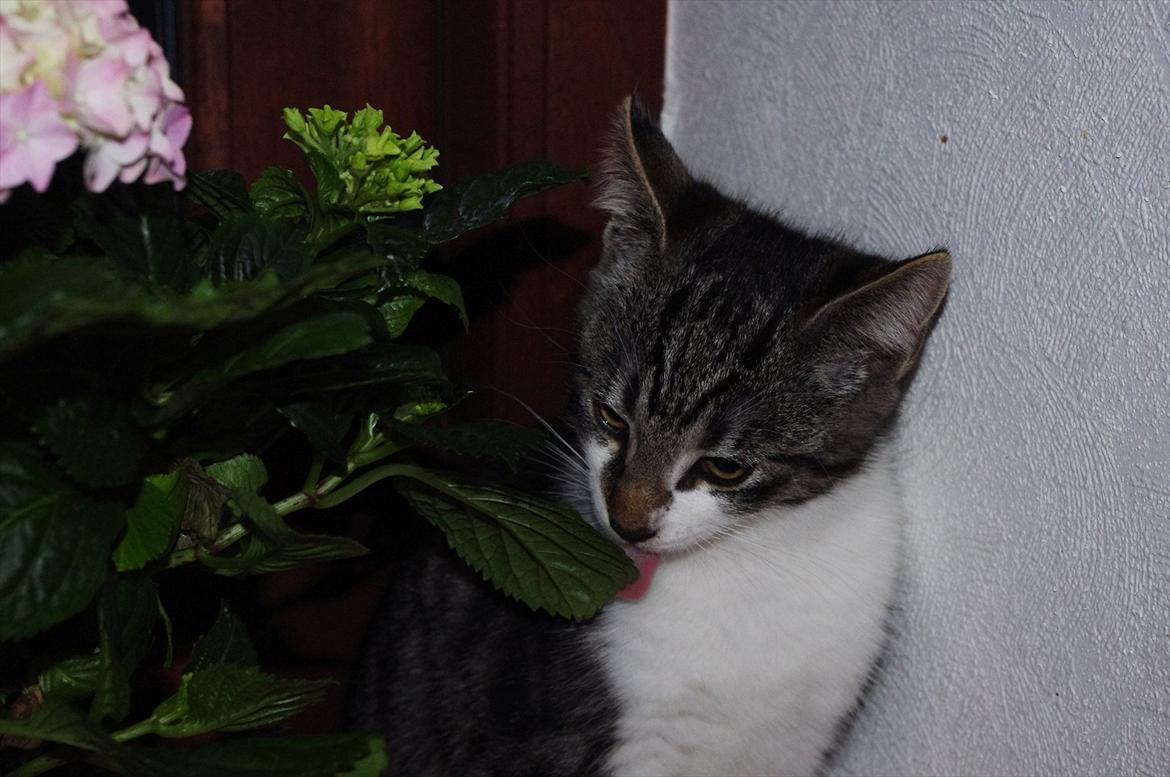 Blanding af racer Møllerhusets "Langhår" billede 11