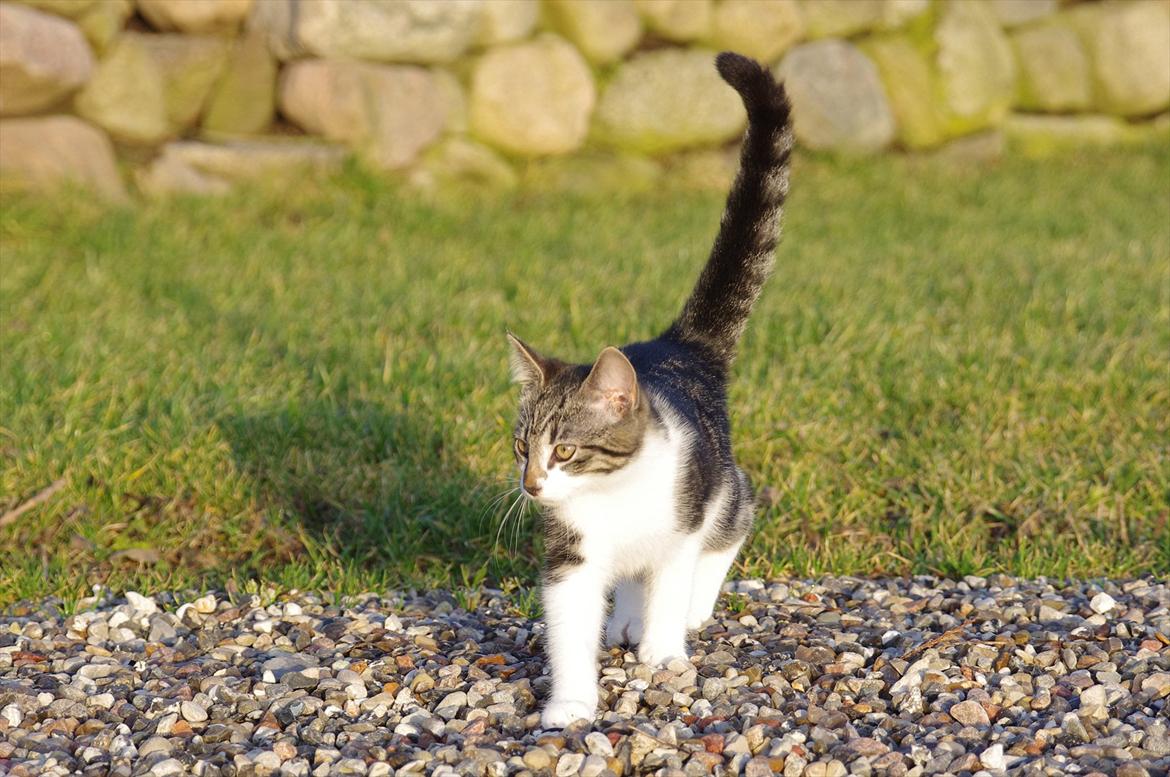 Blanding af racer Møllerhusets "Langhår" billede 12