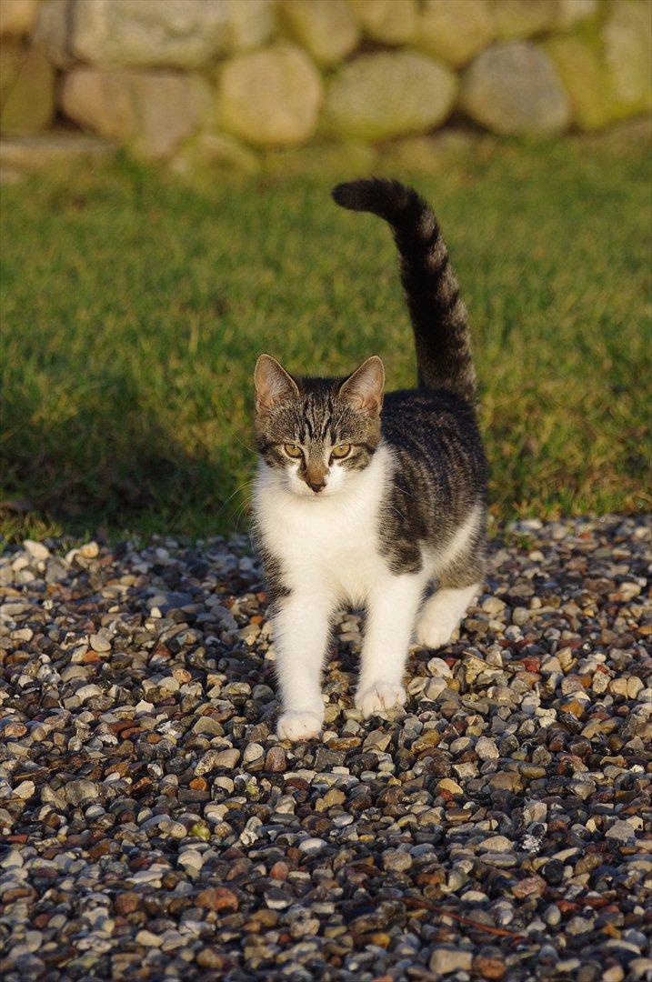 Blanding af racer Møllerhusets "Langhår" billede 2