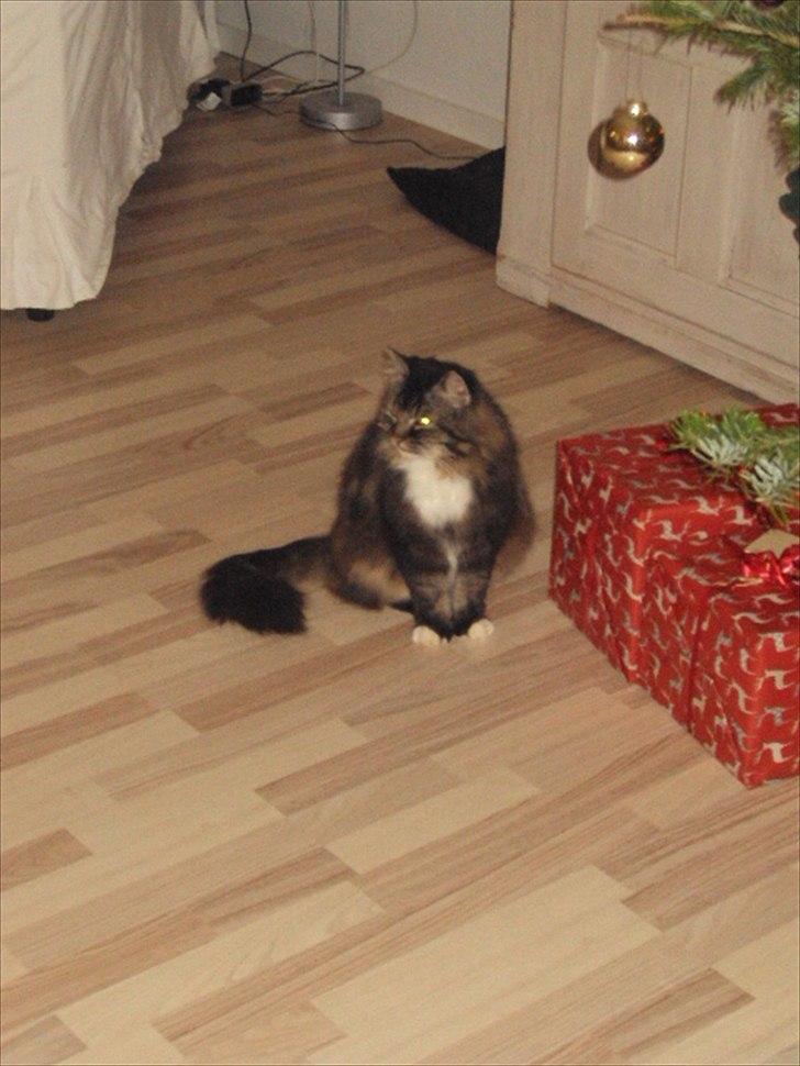 Blanding af racer Ingfolf<3 billede 3