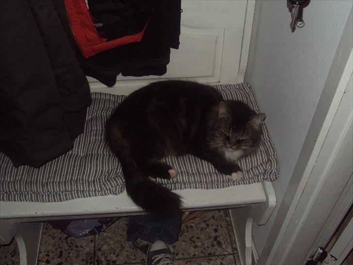 Blanding af racer Ingfolf<3 billede 5