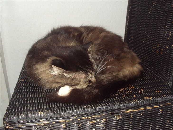 Blanding af racer Ingfolf<3 billede 6