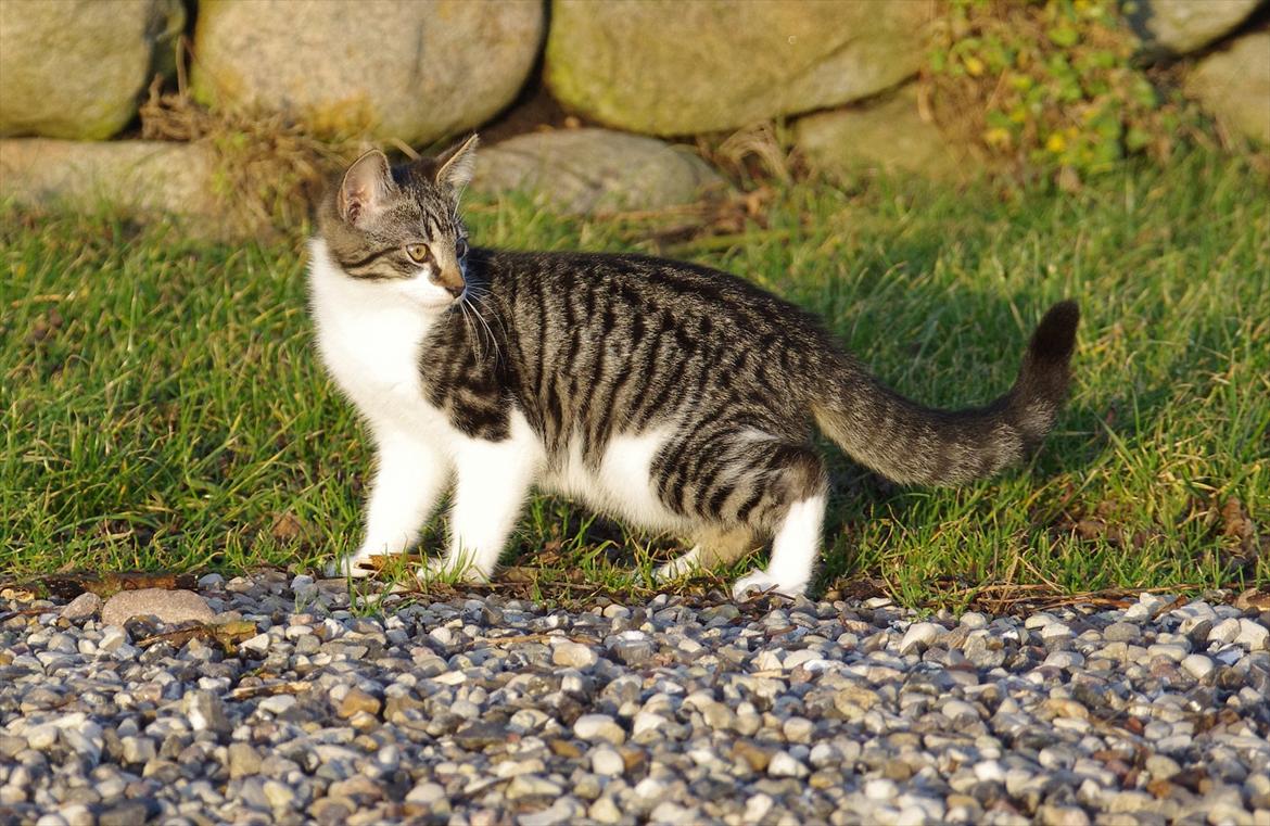 Blanding af racer Møllerhusets "Langhår" billede 13