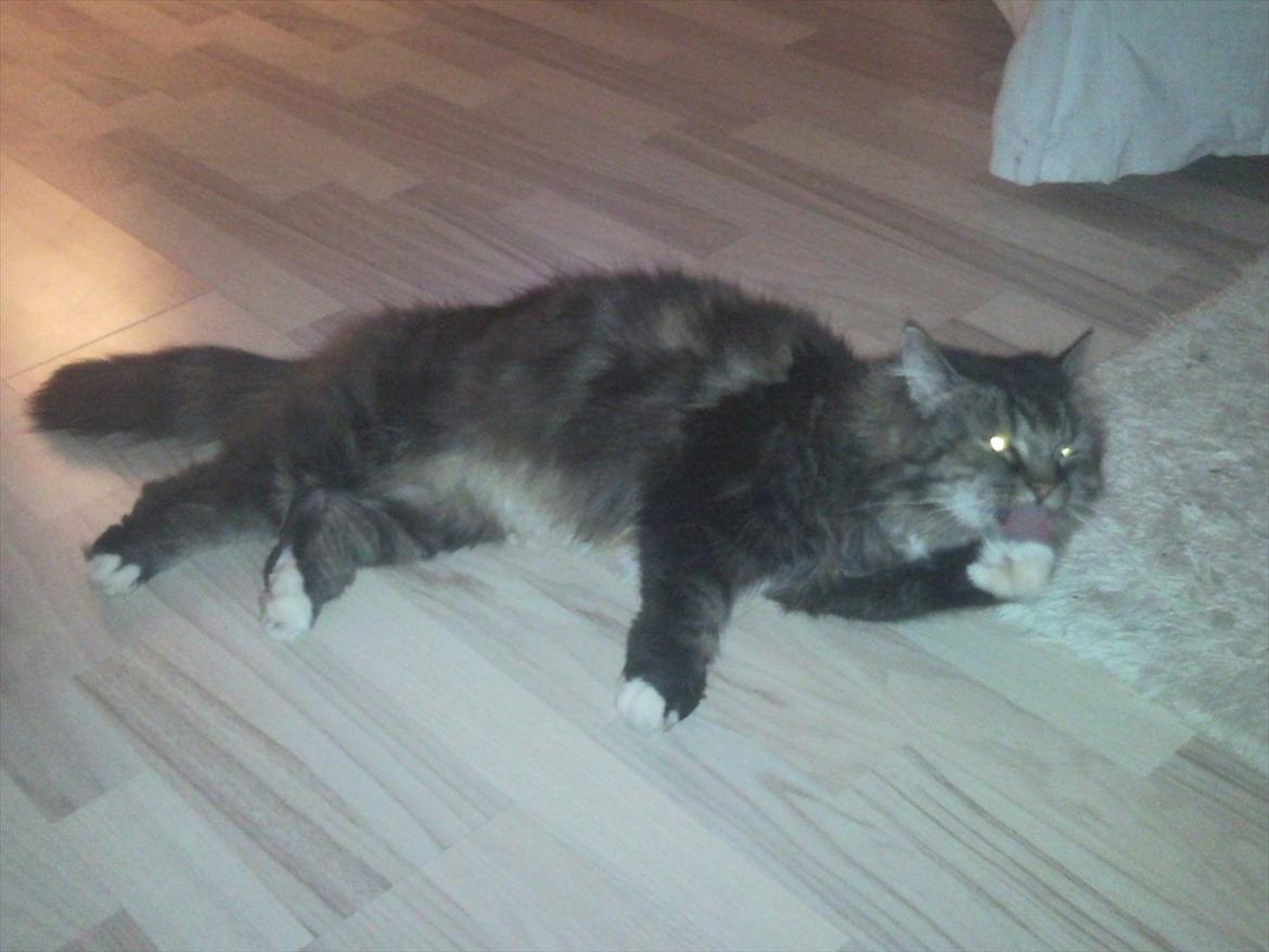 Blanding af racer Ingfolf<3 billede 9