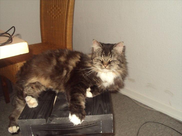 Blanding af racer Ingfolf<3 billede 10