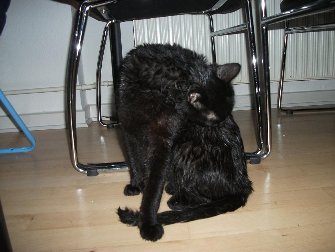 Huskat Blackie billede 18