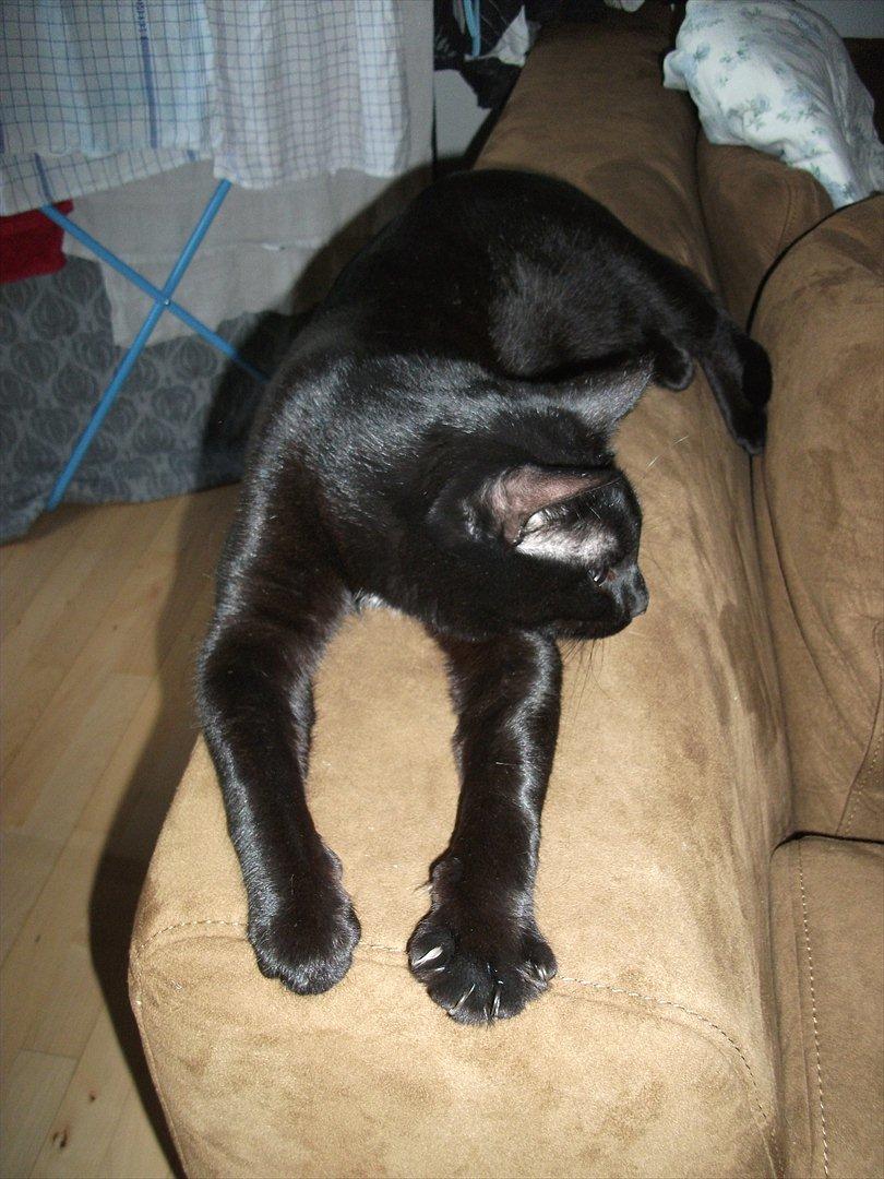 Huskat Blackie billede 19