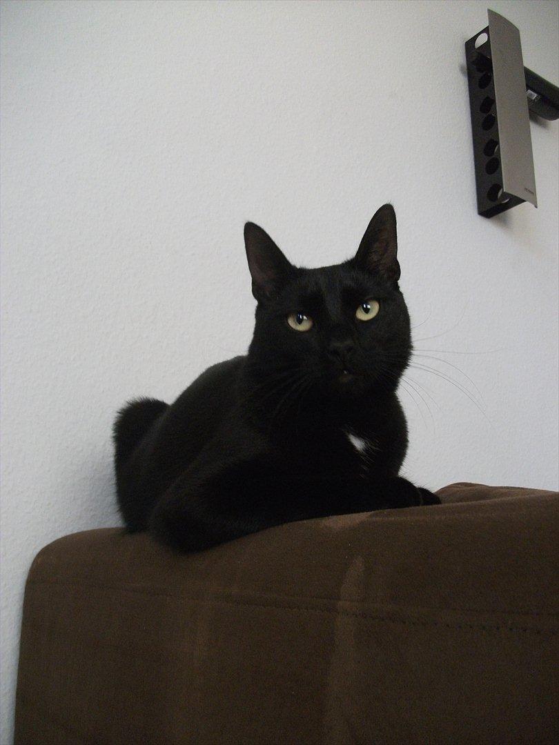 Huskat Blackie billede 20