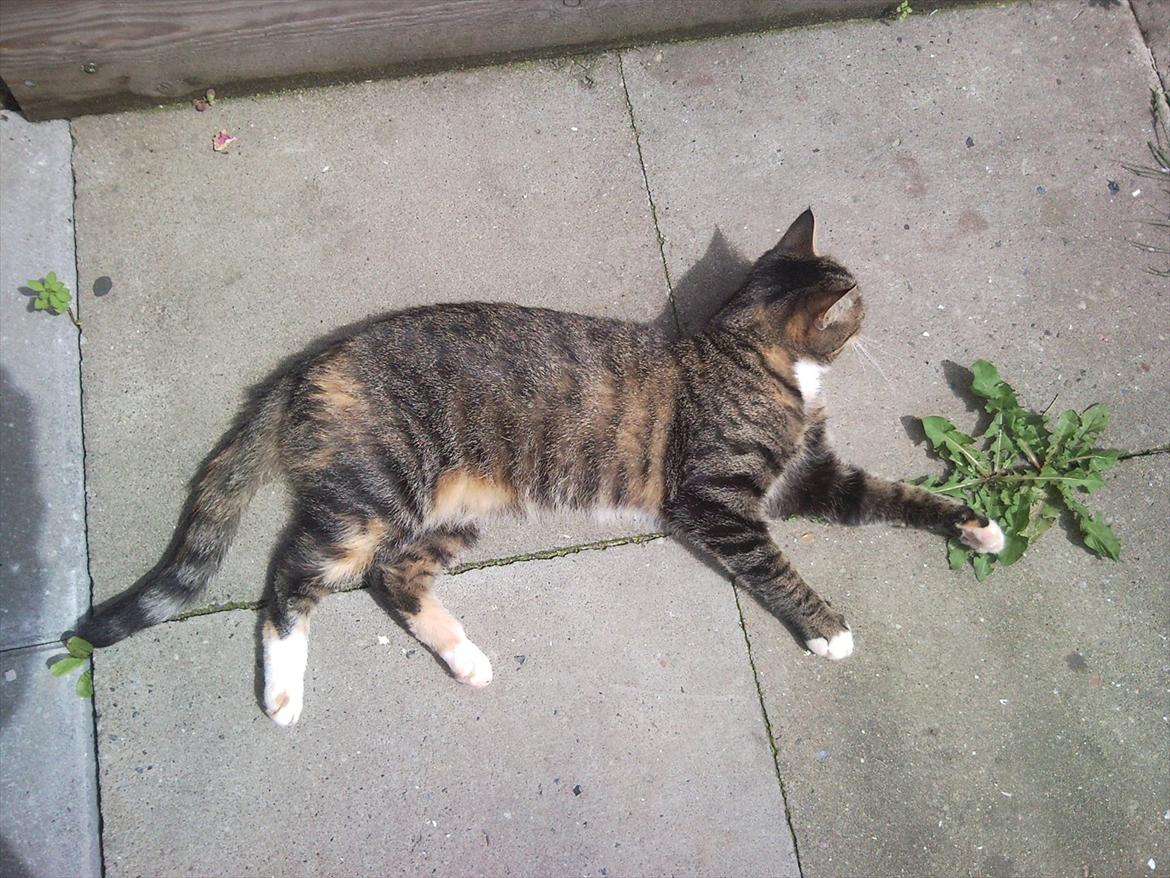 Huskat Freja<3 billede 1