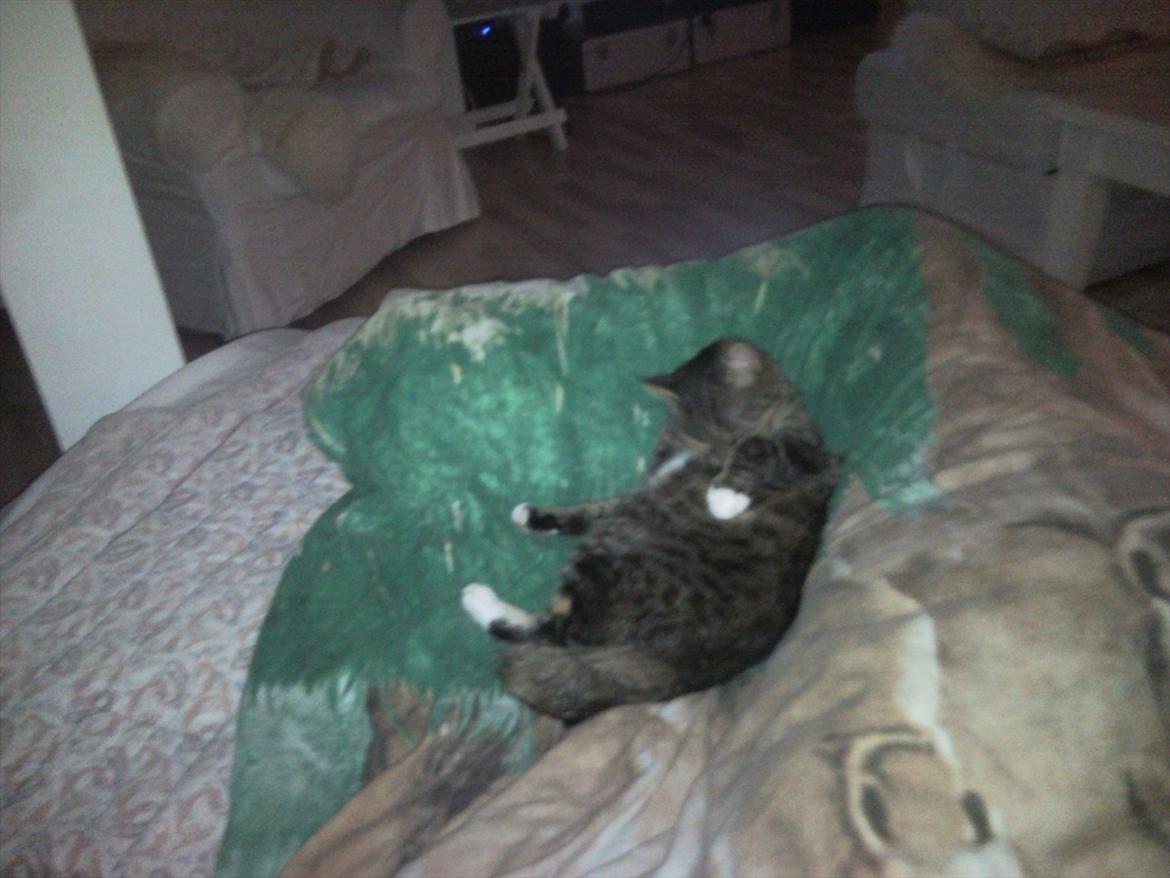 Huskat Freja<3 billede 2