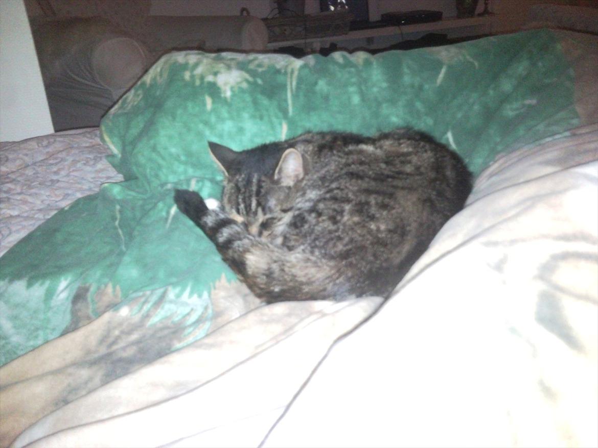 Huskat Freja<3 billede 3