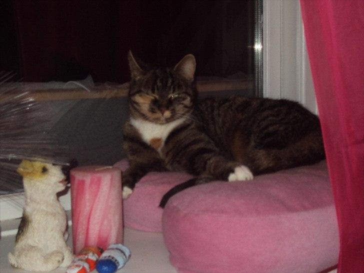 Huskat Freja<3 billede 4