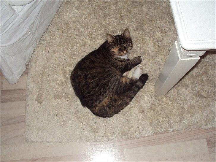 Huskat Freja<3 billede 5