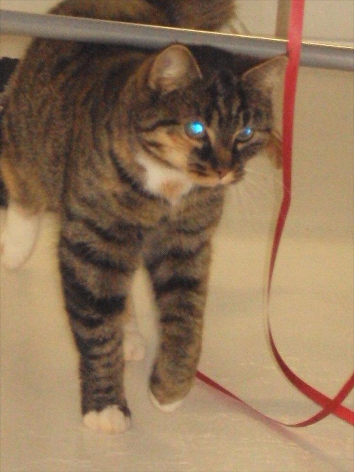 Huskat Freja<3 billede 6