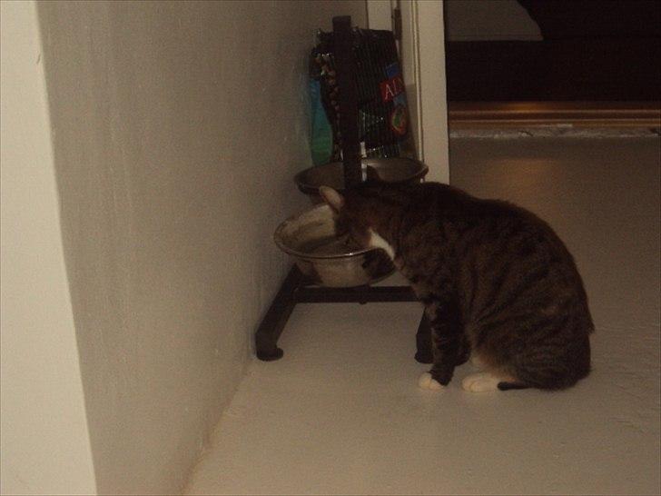 Huskat Freja<3 billede 7