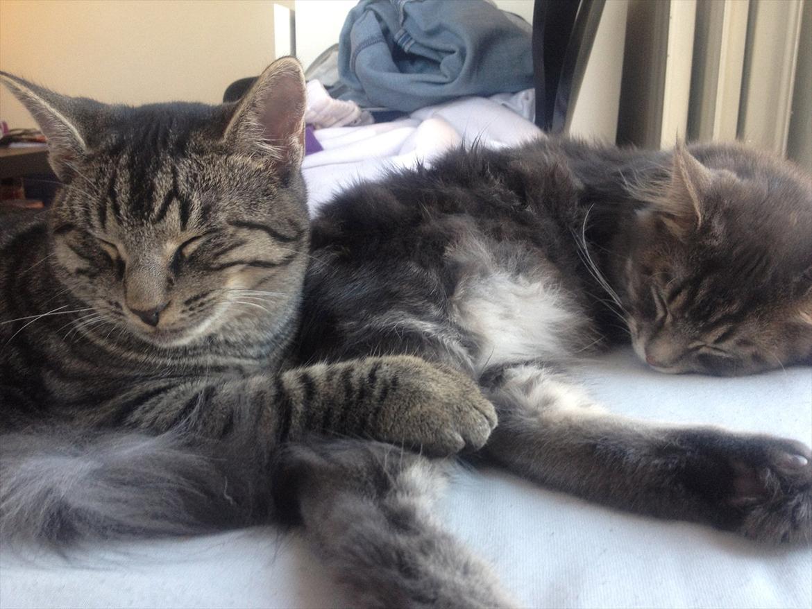 Huskat Boris billede 10